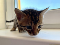 Бенгальские котята