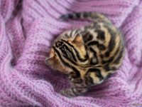 Бенгальские котята