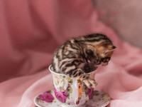 Бенгальские котята