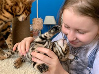 Бенгальские котята