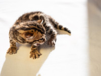 Бенгальские котята