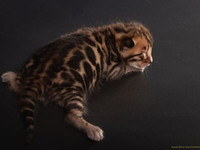 Бенгальские котята
