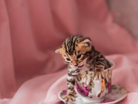 бенгальские котята