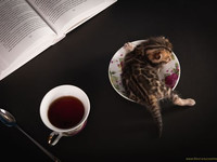 Бенгальские котята
