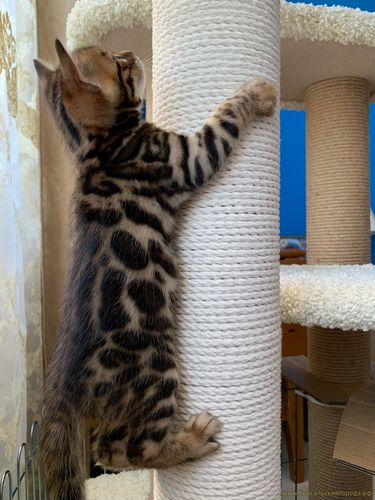 Бенгальские котята