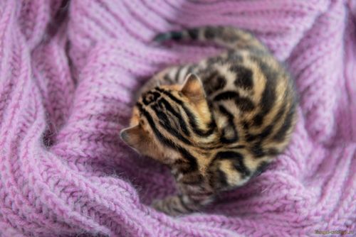Бенгальские котята