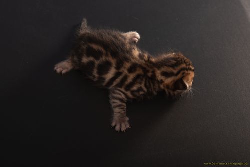 Бенгальские котята