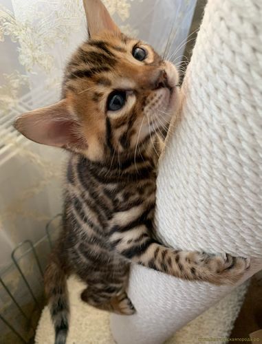 Бенгальские котята