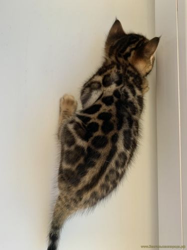 Бенгальские котята