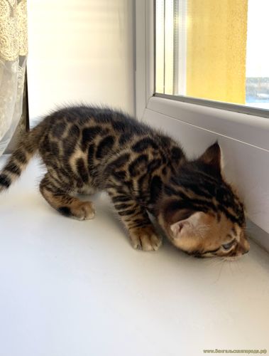 Бенгальские котята