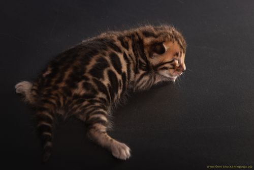 Бенгальские котята