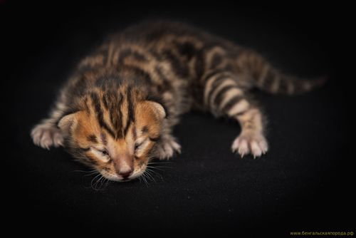 Бенгальские котята