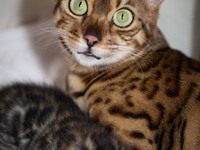 Бенгальская кошка