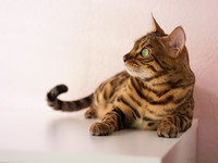 Бенгальская кошка