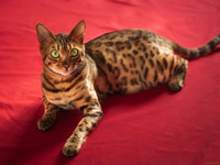 Бенгальская кошка