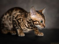 Бенгальская кошка