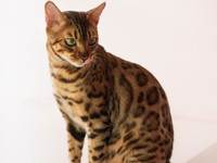 Бенгальская кошка