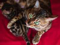 Бенгальская кошка