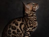 Бенгальская кошка