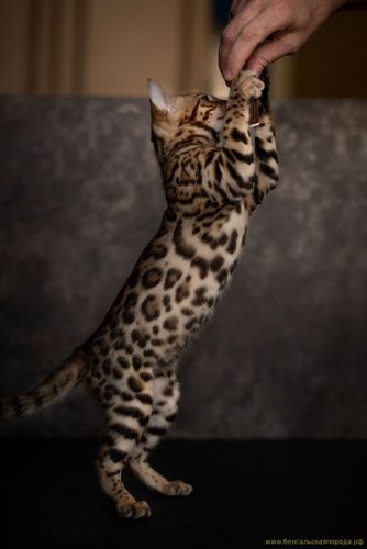Бенгальская кошка