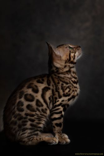 Бенгальская кошка